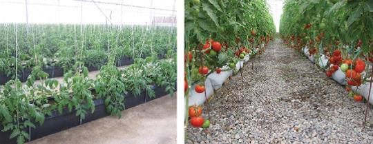 سیستم های کشت بدون خاک گوجه فرنگی