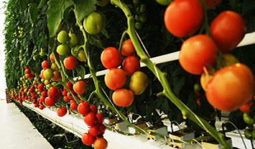 tomato-hydroponic