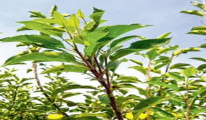 علائم کمبود روی