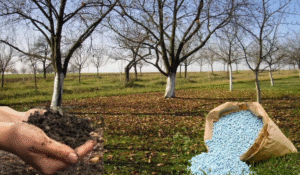 کوددهی پاییزه