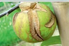 علائم کمبود بور