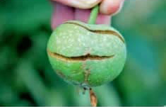 علائم کمبود بور