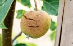 علائم کمبود بور